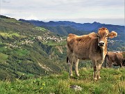 60 Mucca al pascolo osserva incuriosita il nuovo arrivato